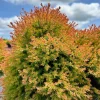 Fire Chief Globe Arborvitae Live Plant – Dwarf Shrub, Red & Gold Foliage, 1 Quart Pot, 6 Inch Tall, Outdoor - Image 1