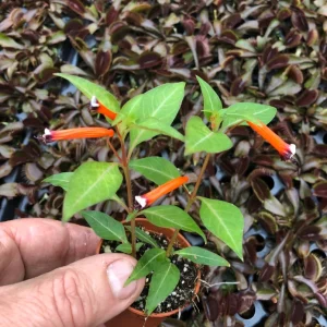 Firecracker Plant (Cuphea Ignea) Live Plant - Mexican Cigar Plant - Image 2