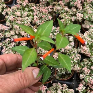 Firecracker Plant (Cuphea Ignea) Live Plant - Mexican Cigar Plant - Image 3