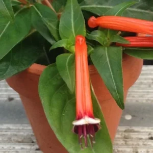 Firecracker Plant (Cuphea Ignea) Live Plant - Mexican Cigar Plant - Image 1