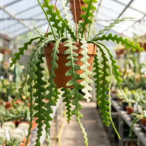 Fishbone Cactus Live Plant – 2 Inch Pot, 3-5 Inches Tall – Epiphyllum Anguliger - Image 2