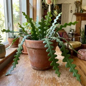 Fishbone Cactus Live Plant – 2 Inch Pot, 3-5 Inches Tall – Epiphyllum Anguliger - Image 4