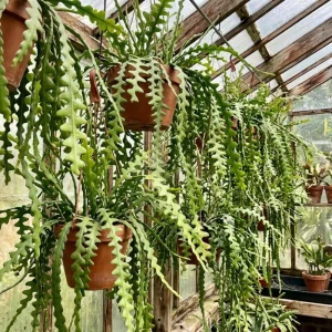 Fishbone Cactus Live Plant – 2 Inch Pot, 3-5 Inches Tall – Epiphyllum Anguliger - Image 5