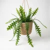 Fishbone Cactus Live Plant – 2 Inch Pot, 3-5 Inches Tall – Epiphyllum Anguliger - Image 1