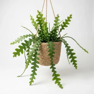 Fishbone Cactus Live Plant – 2 Inch Pot, 3-5 Inches Tall – Epiphyllum Anguliger - Image 1