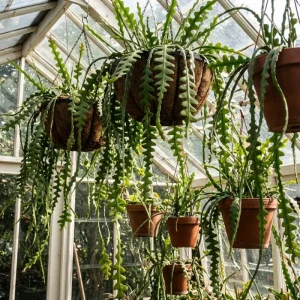 Fishbone Cactus Live Plant – 2 Inch Pot, 3-5 Inches Tall – Epiphyllum Anguliger - Image 6