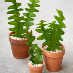 Fishbone Cactus Live Plant – 2 Inch Pot, 4-6 Inch Height, Zig Zag Epiphyllum Anguliger Houseplant - Image 2