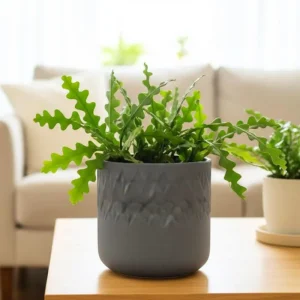 Fishbone Cactus Live Plant – 2 Inch Pot, 4-6 Inch Height, Zig Zag Epiphyllum Anguliger Houseplant - Image 3
