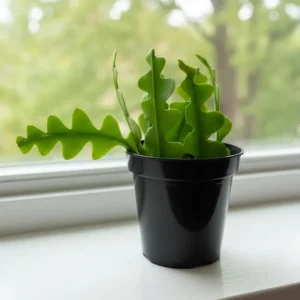 Fishbone Cactus Live Plant – 2 Inch Pot, 4-6 Inch Height, Zig Zag Epiphyllum Anguliger Houseplant - Image 4