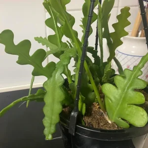 Fishbone Cactus Live Plant – 2 Inch Pot, 4-6 Inch Height, Zig Zag Epiphyllum Anguliger Houseplant - Image 5