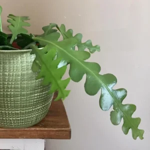Fishbone Cactus Live Plant – 2 Inch Pot, 4-6 Inch Height, Zig Zag Epiphyllum Anguliger Houseplant - Image 6