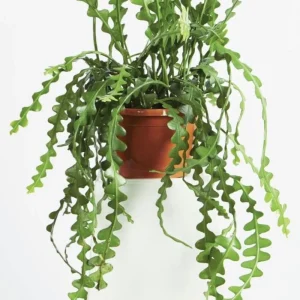 Fishbone Cactus Live Plant – 2 Inch Pot, 4-6 Inch Height, Zig Zag Epiphyllum Anguliger Houseplant - Image 1