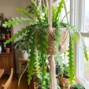 Fishbone Cactus Live Plant in 4 Inch Pot - 4-7 Inches Tall Epiphyllum Succulent for Hanging Baskets - Image 2