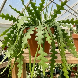 Fishbone Cactus Live Plant in 4 Inch Pot - 4-7 Inches Tall Epiphyllum Succulent for Hanging Baskets - Image 4