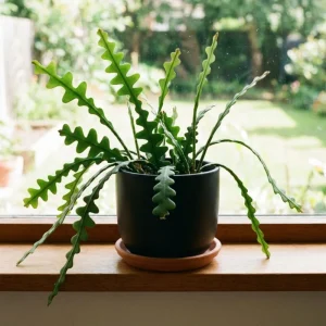 Fishbone Cactus Live Plant in 4 Inch Pot - 4-7 Inches Tall Epiphyllum Succulent for Hanging Baskets - Image 5