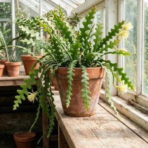 Fishbone Cactus Live Plant in 4 Inch Pot - 4-7 Inches Tall Epiphyllum Succulent for Hanging Baskets - Image 6
