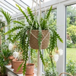 Fishbone Cactus Live Plant in 4 Inch Pot - 4-7 Inches Tall Epiphyllum Succulent for Hanging Baskets - Image 1