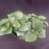 Fittonia Purple Snow Anne Nerve Plant – Live Plant – 3" Pot – Indoor - Image 1