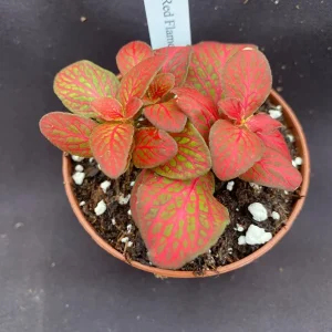 Fittonia Red Flame Live Plant - Vibrant Red Nerve Plant in 3 inch Pot, Indoor - Image 2