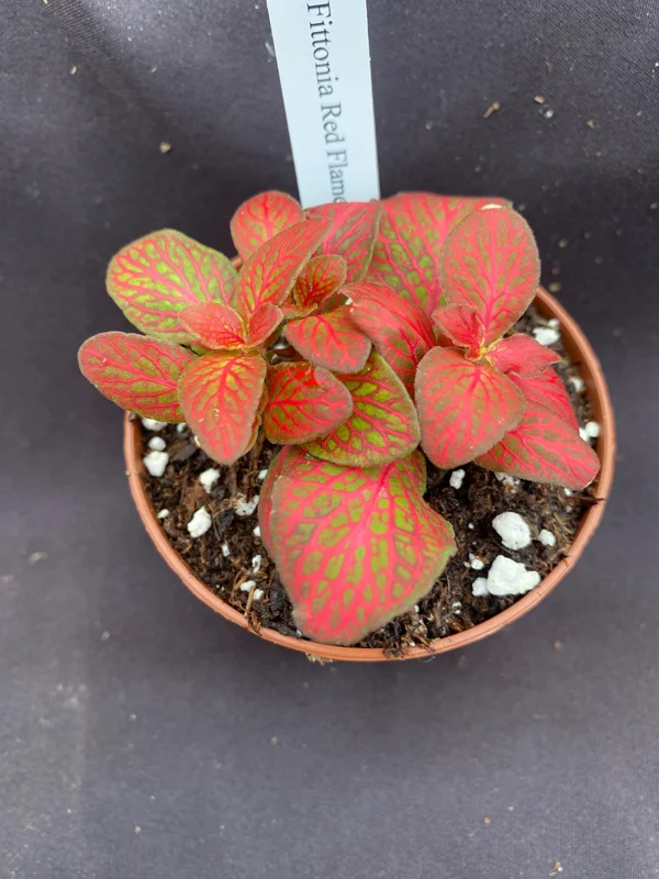 Fittonia Red Flame Live Plant - Vibrant Red Nerve Plant in 3 inch Pot, Indoor - Image 2