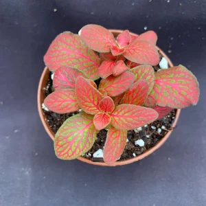 Fittonia Red Flame Live Plant - Vibrant Red Nerve Plant in 3 inch Pot, Indoor - Image 1