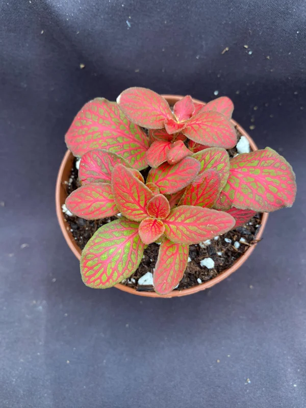 Fittonia Red Flame Live Plant - Vibrant Red Nerve Plant in 3 inch Pot, Indoor - Image 1