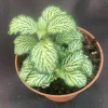 Fittonia White Tiger Live Plant – Easy Care Rooted Houseplant – Shipped in 3" Pot - Image 1