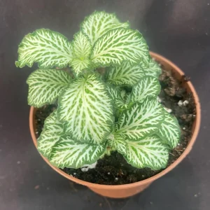 Fittonia White Tiger Live Plant – Easy Care Rooted Houseplant – Shipped in 3" Pot - Image 1