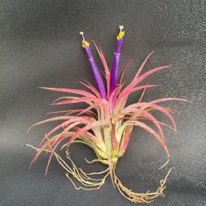 Five Air Plants, Tillandsia ionantha, The Blushing Bride - Live Houseplant - Image 2