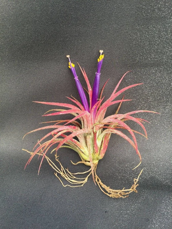 Five Air Plants, Tillandsia ionantha, The Blushing Bride - Live Houseplant - Image 2