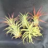 Five Air Plants, Tillandsia ionantha, The Blushing Bride - Live Houseplant - Image 1