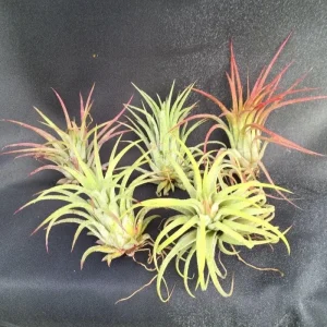 Five Air Plants, Tillandsia ionantha, The Blushing Bride - Live Houseplant - Image 1