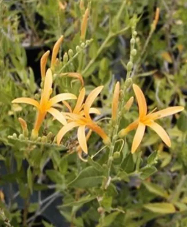 Flame Acanthus 'Benny's Gold' Live Plant, 1 Gallon, Outdoor Shrub - Image 2
