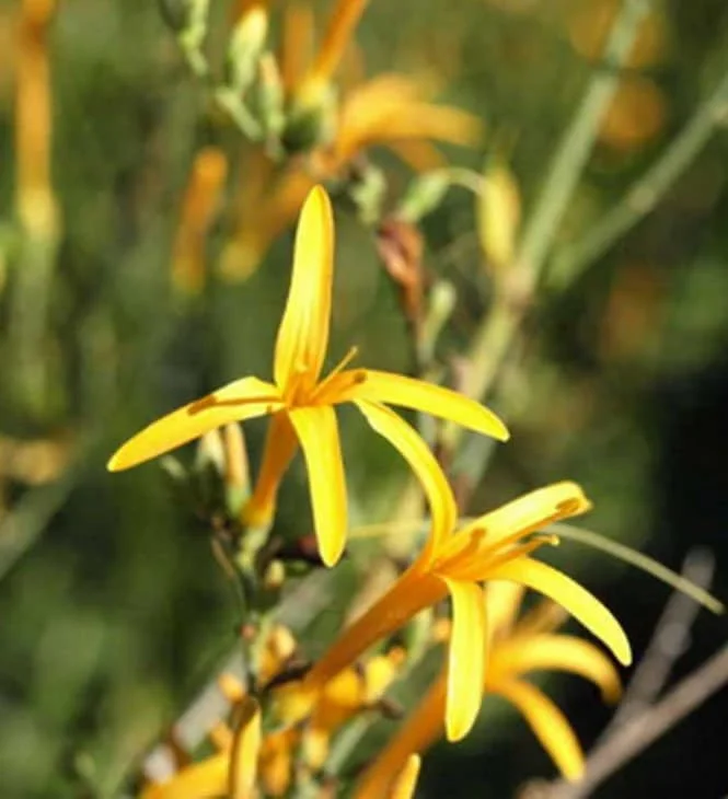 Flame Acanthus 'Benny's Gold' Live Plant, 1 Gallon, Outdoor Shrub - Image 1
