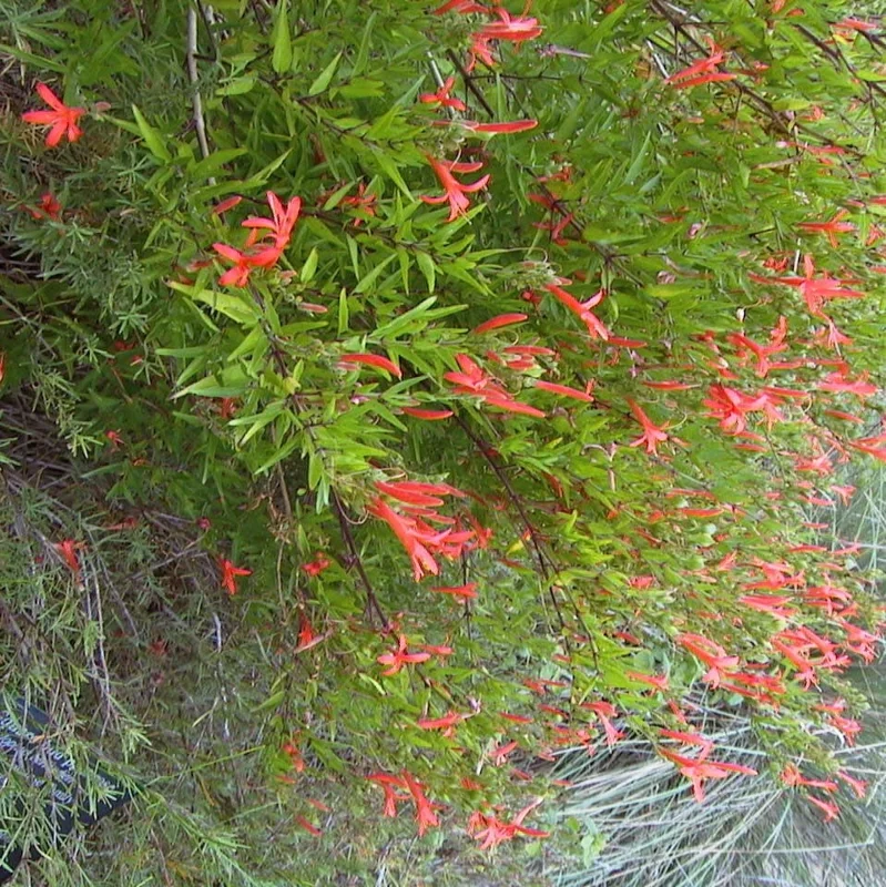 Flame Acanthus Live Plant – Anisacanthus quadrifidus – 1 Gallon – Texas Native Shrub - Image 2