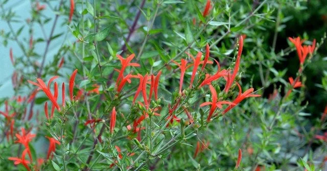 Flame Acanthus Live Plant – Anisacanthus quadrifidus – 1 Gallon – Texas Native Shrub - Image 3