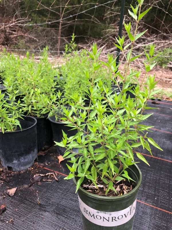 Flame Acanthus Live Plant – Anisacanthus quadrifidus – 1 Gallon – Texas Native Shrub - Image 1