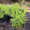 Flame Acanthus Live Plant - Anisacanthus quadrifidus, Texas Native, 4in Quart Pot - Image 1