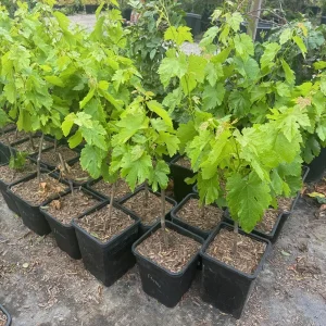 Flame Seedless Grape Plant – Live Vine – Sweet Red Grapes – Outdoor - Image 2
