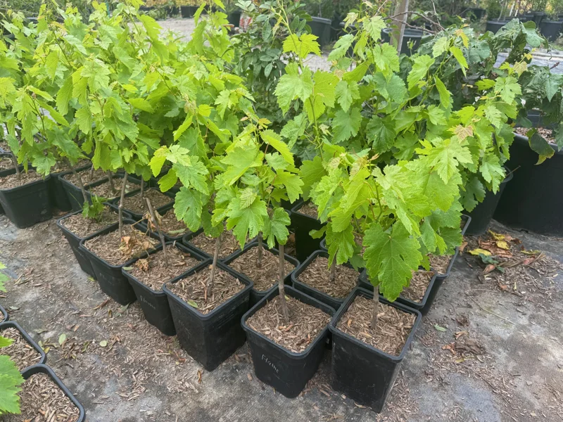 Flame Seedless Grape Plant – Live Vine – Sweet Red Grapes – Outdoor - Image 2