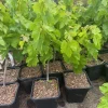 Flame Seedless Grape Plant – Live Vine – Sweet Red Grapes – Outdoor - Image 1