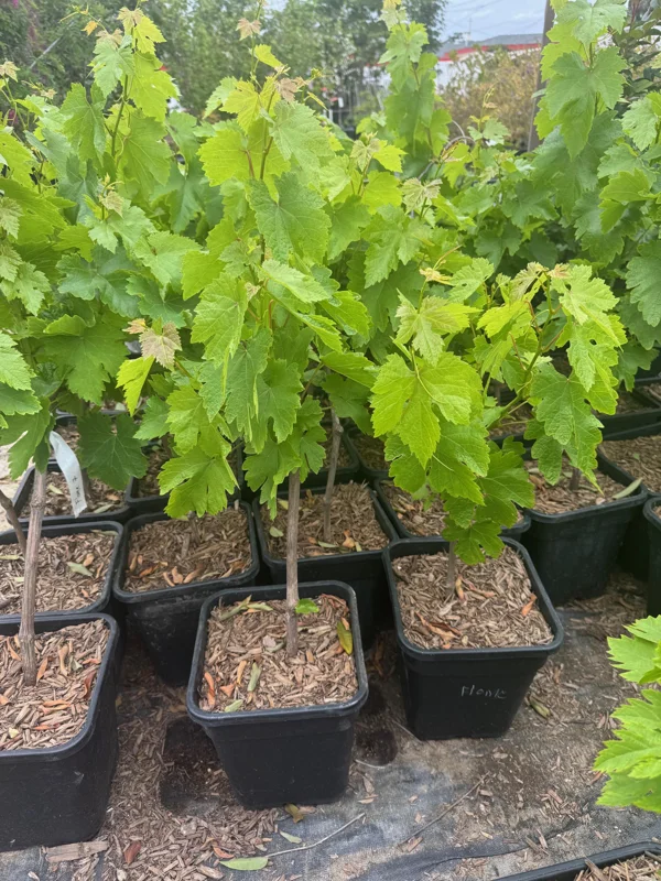 Flame Seedless Grape Plant – Live Vine – Sweet Red Grapes – Outdoor - Image 1