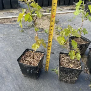 Flame Seedless Grape Vine Live Plant - 6 inch Pot - Sweet Red Grapes - Image 2