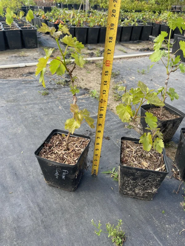 Flame Seedless Grape Vine Live Plant - 6 inch Pot - Sweet Red Grapes - Image 2