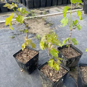 Flame Seedless Grape Vine Live Plant - 6 inch Pot - Sweet Red Grapes - Image 3