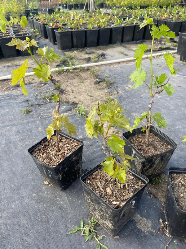Flame Seedless Grape Vine Live Plant - 6 inch Pot - Sweet Red Grapes - Image 3