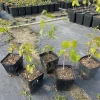 Flame Seedless Grape Vine Live Plant - 6 inch Pot - Sweet Red Grapes - Image 1