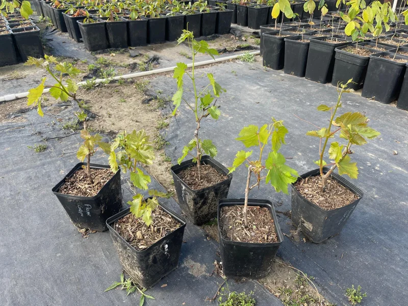Flame Seedless Grape Vine Live Plant - 6 inch Pot - Sweet Red Grapes - Image 1