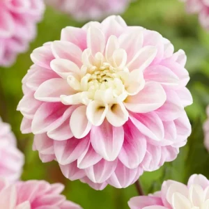 Fluffles Dahlia Perennial Flower Seeds - 25 Seed Pack - Flowering Bloom - Image 10
