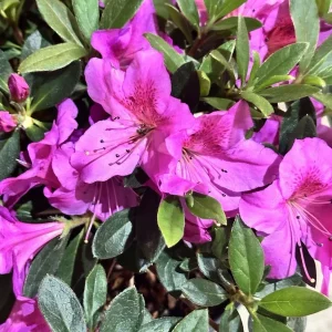 Formosa Azalea Lavender Live Plant Cuttings – 3 Count, 6 Inch Bush, Purple Flowers, Outdoor Shrub - Image 2